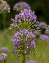 blue ball-shaped flower Wild Asparagus Onion