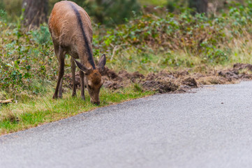 Rothirsch grast am Rande der Straße des Nationalparks De Hoge Veluwe