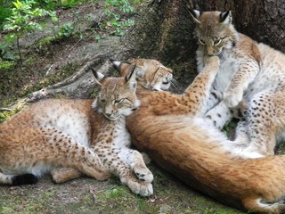 Luchsfamilie kuschelt (Lynx lynx) im Wald