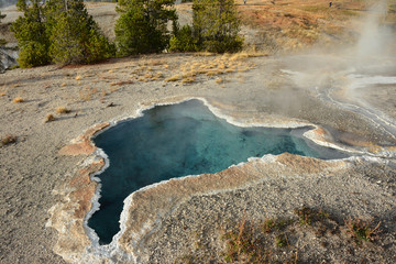 Blue geyser lake and green trees in Yellowstone