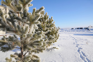 Winter background with snowy pine trees in frost