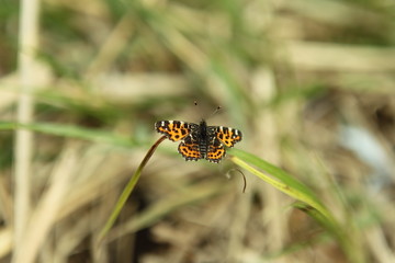 butterfly