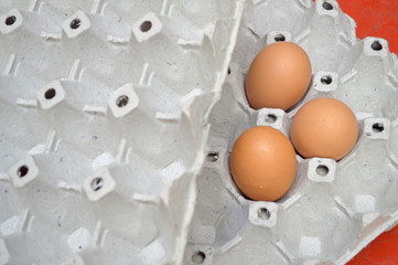 Panel eggs and three eggs