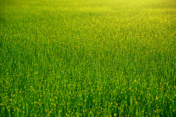 Obraz na płótnie Canvas Blurred Abstract Green Grass Field with Dew Drop and Sunbeam in Morning, Soft Focus and Dramatic Filter Effect