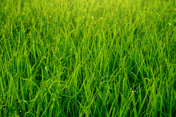 Obraz premium Green Grass Field with Dew Drop in Morning, Soft Focus and Dramatic Filter Effect