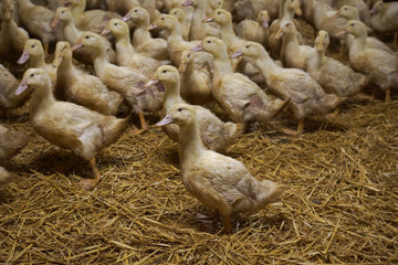 Pekin ducks in the indoor farm