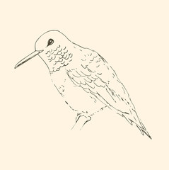 Hummingbird isolated on creamy beige background. Bird sketch.  Vector drawing of colibri for greeting cards, invitations, prints, web projects. Hand drawn illustration.