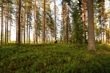 Obraz premium Brown bear in the middle of forest at summer. Wide angle forest landscape with brown bear.