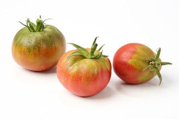 Organic fresh garden tomatoes