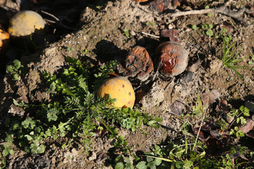 Membrillos pochos en el suelo