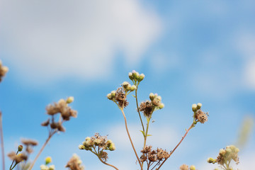 the flowers on sky and background
