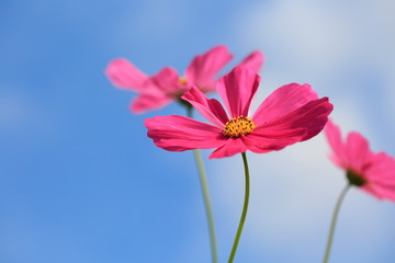 Cosmos flowers contrasting with the red sky in the morning.