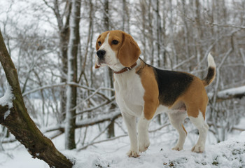 Портрет собаки породы бигль трехцветного окраса в зимнем лесу  - obrazy, fototapety, plakaty