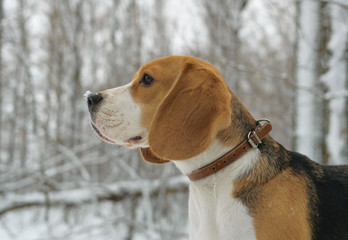 Портрет собаки породы бигль трехцветного окраса в зимнем лесу 