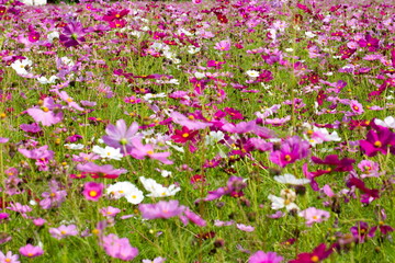 cosmos multicolored flowers in a meadow in the morning sun.