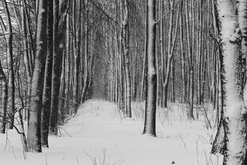 Зимний пейзаж с видом стройных рядов лиственных деревьев, запорошенных снегом 