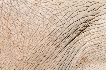 Elephant Skin Abstract Texture Background