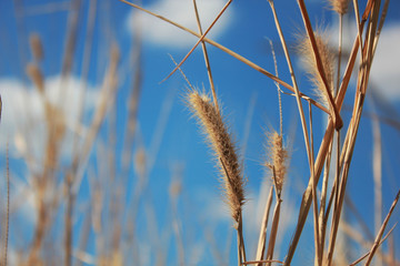 the flowers on sky and background