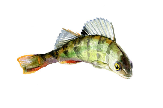 Watercolor Single Perch Fish Isolated On A White Background Illustration.