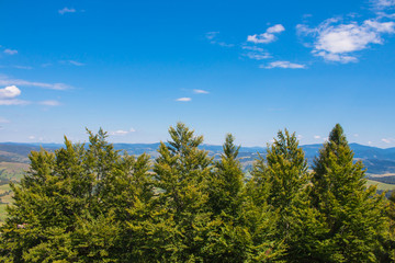 Fototapeta premium The Carpathian Mountains, Ukraine - July 25, 2016: Forested mountain slope in low lying cloud in a scenic landscape view