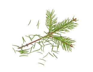 Dried out fir branch after christmas isolated over white backgro