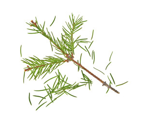 Dried out fir branch after christmas isolated over white backgro