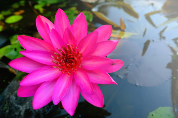 Top view of beautiful Pink water lily or Pink lotus flower blooming on the water in...