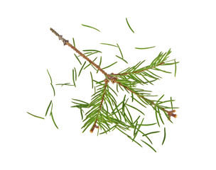 Dried out fir branch after christmas isolated over white backgro