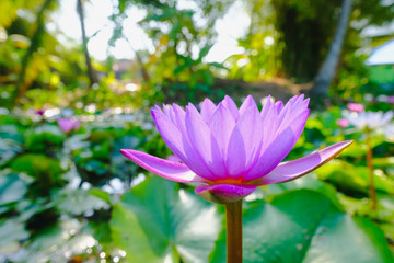 Obraz premium This beautiful purple water lily or lotus flower blooming on the water in garden,Thailand. Selective and soft focus with blurred background.