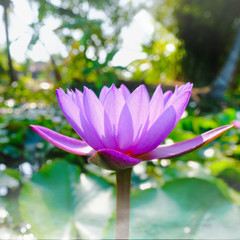 This beautiful purple water lily or lotus flower blooming on the water with fog effect in garden,Thailand. Selective and soft focus with blurred background.
