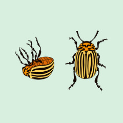 Vector Colorado potato beetle (leptinotarsa decemlineata)