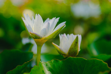 This beautiful white water lily or lotus flower blooming on the water in garden,Thailand. Selective...