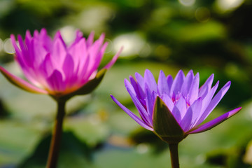 This beautiful purple water lily or lotus flower blooming on the water in garden,Thailand....