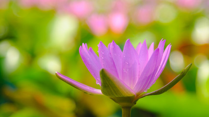 Fototapeta premium This beautiful Pink water lily or lotus flower blooming on the water in garden,Thailand. Selective and soft focus with blurred background.