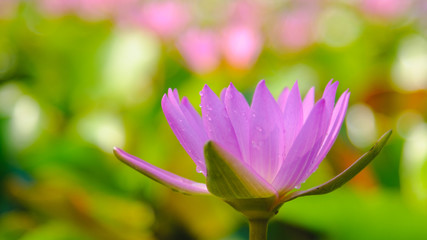 Obraz na płótnie Canvas This beautiful Pink water lily or lotus flower blooming on the water in garden,Thailand. Selective and soft focus with blurred background.