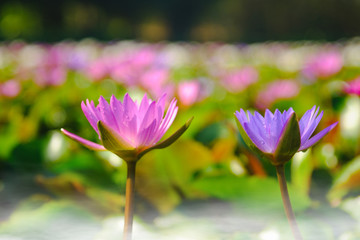 This beautiful purple water lily or lotus flower blooming on the water with fog effect in garden,Thailand. Selective and soft focus with blurred background.
