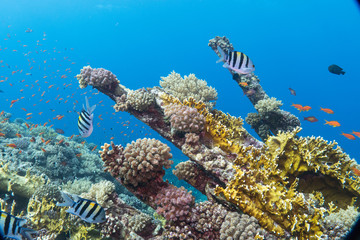 Korallen am Numidia Wrack, Brother Island