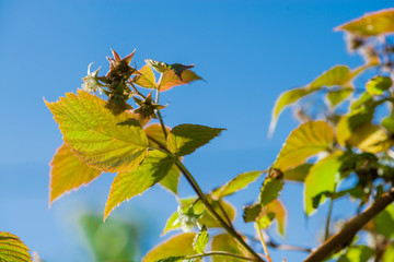 Obraz premium raspberry blossoms against a blue sky