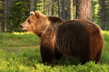 big brown bear in a forest at summer