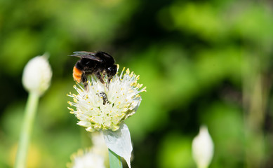 macro bumblebee on a flower collects nectar