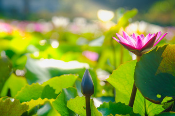 This beautiful water lily or lotus flower blooming on the water in garden,Thailand. Selective and...