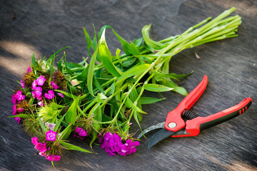 freshly cut flowers on a wooden background Rustic