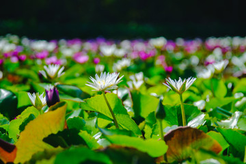 This beautiful water lily or lotus flower blooming on the water in garden,Thailand. Selective and soft focus with blurred background.