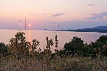 Mediterranean herbs and sunset at Aegean sea in Greece