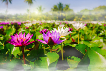 This beautiful Pink water lily or lotus flower blooming on the water with fog effect in garden,Thailand. Selective and soft focus with blurred background.