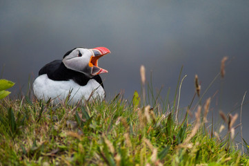 Puffin bird in south Iceland