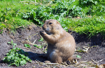 Prairie dog eating in the zoo