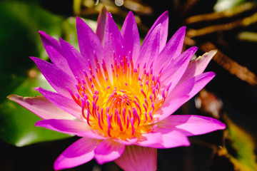 Top view of beautiful Pink water lily or Pink lotus flower blooming on the water in...