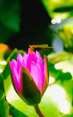 Lotus flower blooming on the water with dragonfly in garden,Thailand. Selective and soft focus with blurred background.