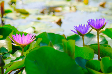 Obraz premium This beautiful purple water lily or lotus flower blooming on the water in garden,Thailand. Selective and soft focus with blurred background.